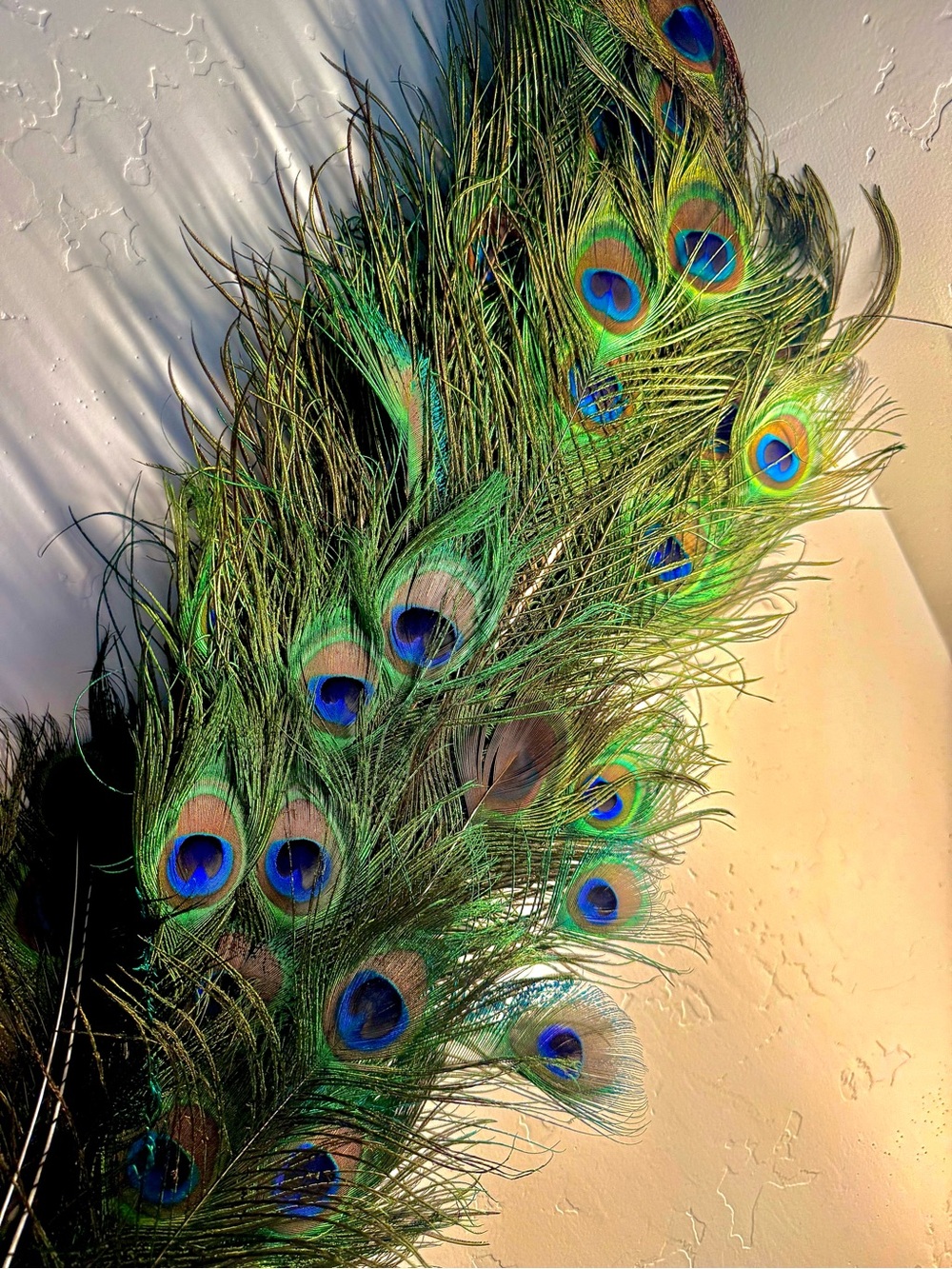 Natural handpicked Peacock Feathers